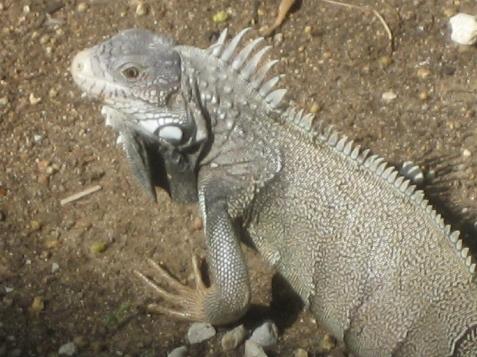 20060120090312   Resident iguana